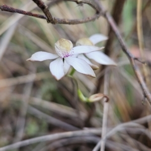 Caladenia moschata at Canberra Central, ACT - 15 Oct 2023