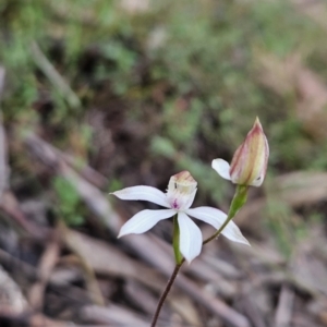 Caladenia moschata at Canberra Central, ACT - 15 Oct 2023