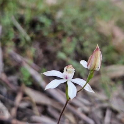 Caladenia moschata (Musky Caps) at Canberra Central, ACT - 15 Oct 2023 by BethanyDunne