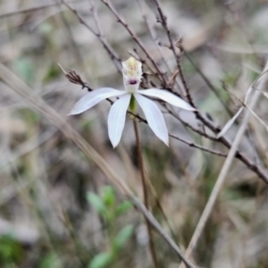 Caladenia moschata at Canberra Central, ACT - suppressed