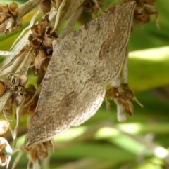 Taxeotis intermixtaria (Dark-edged Taxeotis) at Charleys Forest, NSW - 15 Oct 2023 by arjay