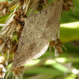 Taxeotis intermixtaria at Charleys Forest, NSW - 15 Oct 2023