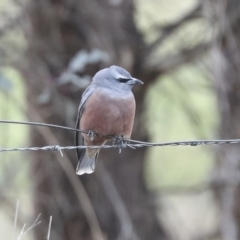 Artamus superciliosus (White-browed Woodswallow) at Chakola, NSW - 14 Oct 2023 by AlisonMilton