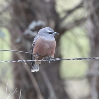 Artamus superciliosus (White-browed Woodswallow) at Chakola, NSW - 15 Oct 2023 by AlisonMilton