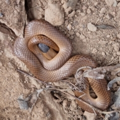 Parasuta flagellum (Little Whip-snake) by clarehoneydove