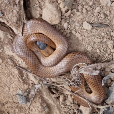 Parasuta flagellum (Little Whip-snake) at QPRC LGA - 15 Oct 2023 by clarehoneydove