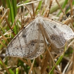 Taxeotis stereospila (Oval-spot Taxeotis (Oenochrominae) at Charleys Forest, NSW - 15 Oct 2023 by arjay
