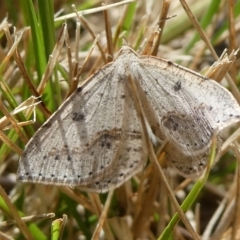 Taxeotis stereospila (Taxeotis stereospila) at Mongarlowe River - 15 Oct 2023 by arjay