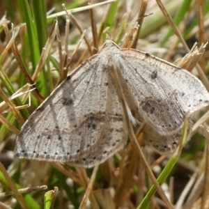 Taxeotis stereospila at Charleys Forest, NSW - suppressed