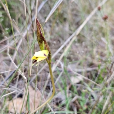 Diuris sulphurea (Tiger Orchid) at Canberra Central, ACT - 15 Oct 2023 by BethanyDunne