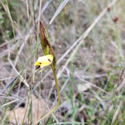 Diuris sulphurea (Tiger Orchid) at Black Mountain - 15 Oct 2023 by BethanyDunne