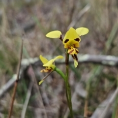Diuris sulphurea (Tiger Orchid) at Black Mountain - 15 Oct 2023 by BethanyDunne