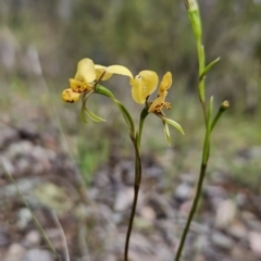 Diuris nigromontana (Black Mountain Leopard Orchid) at Point 14 - 15 Oct 2023 by BethanyDunne