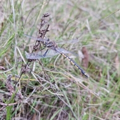 Hemicordulia tau (Tau Emerald) at Canberra Central, ACT - 15 Oct 2023 by BethanyDunne