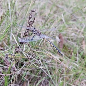 Hemicordulia tau at Black Mountain - 15 Oct 2023 01:37 PM