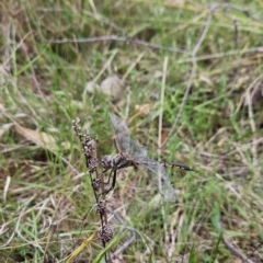 Hemicordulia tau at Black Mountain - 15 Oct 2023 01:37 PM