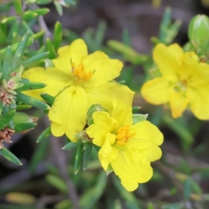 Hibbertia riparia at Beechworth, VIC - 15 Oct 2023