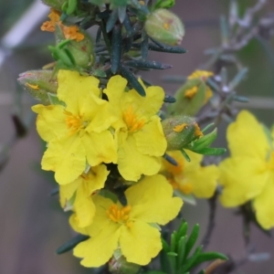 Hibbertia riparia at Beechworth, VIC - 15 Oct 2023 08:50 AM