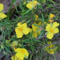 Hibbertia riparia at Beechworth, VIC - 15 Oct 2023