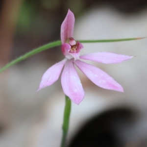 Caladenia carnea at Beechworth, VIC - suppressed