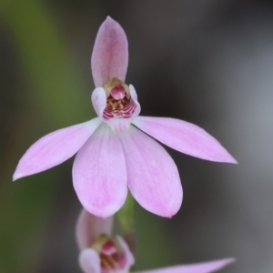 Caladenia carnea at Beechworth, VIC - suppressed