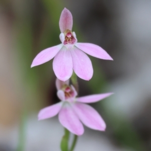 Caladenia carnea at Beechworth, VIC - suppressed