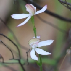 Caladenia moschata (Musky Caps) at Chiltern-Mt Pilot National Park - 14 Oct 2023 by KylieWaldon