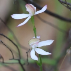 Caladenia moschata (Musky Caps) at Beechworth, VIC - 15 Oct 2023 by KylieWaldon