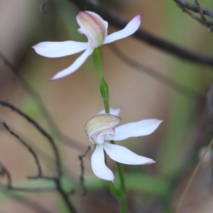 Caladenia moschata at Beechworth, VIC - 15 Oct 2023