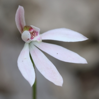 Caladenia carnea (Pink Fingers) at Beechworth, VIC - 15 Oct 2023 by KylieWaldon