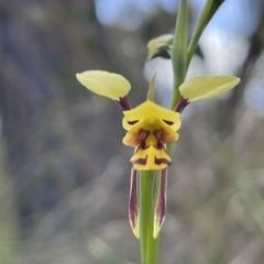 Diuris sulphurea (Tiger Orchid) at Black Mountain - 15 Oct 2023 by YellowButton