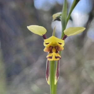 Diuris sulphurea at Canberra Central, ACT - suppressed