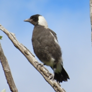 Gymnorhina tibicen at Kambah, ACT - 15 Oct 2023 09:27 AM