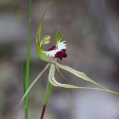 Caladenia tentaculata (Fringed Spider Orchid) at Beechworth, VIC - 15 Oct 2023 by KylieWaldon