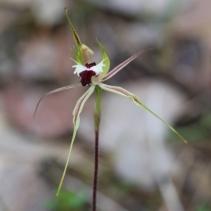 Caladenia tentaculata at Beechworth, VIC - 15 Oct 2023