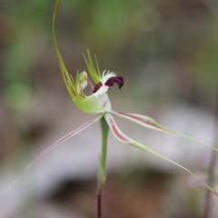 Caladenia tentaculata at Beechworth, VIC - suppressed