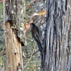 Climacteris erythrops (Red-browed Treecreeper) at Bungonia, NSW - 15 Oct 2023 by Csteele4