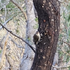 Climacteris erythrops at Bungonia, NSW - 15 Oct 2023