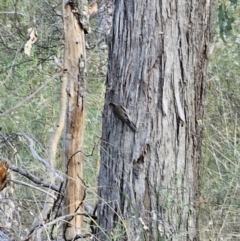 Climacteris erythrops at Bungonia, NSW - 15 Oct 2023