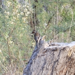 Climacteris erythrops at Bungonia, NSW - 15 Oct 2023