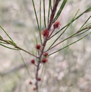 Allocasuarina littoralis at Bungonia, NSW - 15 Oct 2023