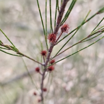 Allocasuarina littoralis (Black She-oak) at Bungonia, NSW - 15 Oct 2023 by Csteele4