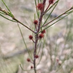 Allocasuarina littoralis at Bungonia, NSW - 15 Oct 2023