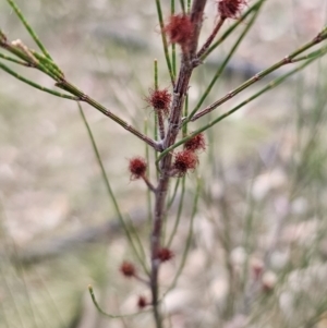 Allocasuarina littoralis at Bungonia, NSW - 15 Oct 2023 05:49 PM