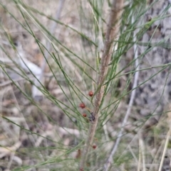 Allocasuarina littoralis at Bungonia, NSW - 15 Oct 2023 05:49 PM