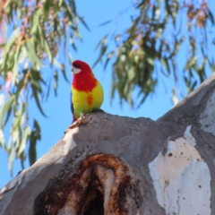 Platycercus eximius (Eastern Rosella) at Kambah, ACT - 15 Oct 2023 by MatthewFrawley