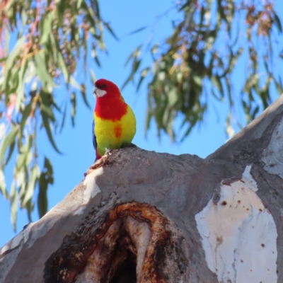 Platycercus eximius (Eastern Rosella) at Kambah, ACT - 15 Oct 2023 by MatthewFrawley