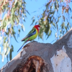 Platycercus eximius at Kambah, ACT - 15 Oct 2023 09:37 AM