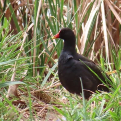 Gallinula tenebrosa (Dusky Moorhen) at Belconnen, ACT - 15 Oct 2023 by MatthewFrawley