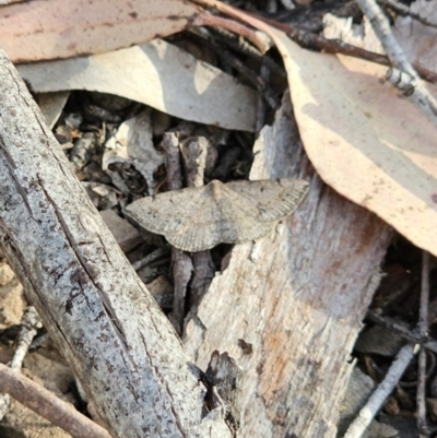 Taxeotis subvelaria (Neat Taxeotis) at Bungonia, NSW - 15 Oct 2023 by Csteele4